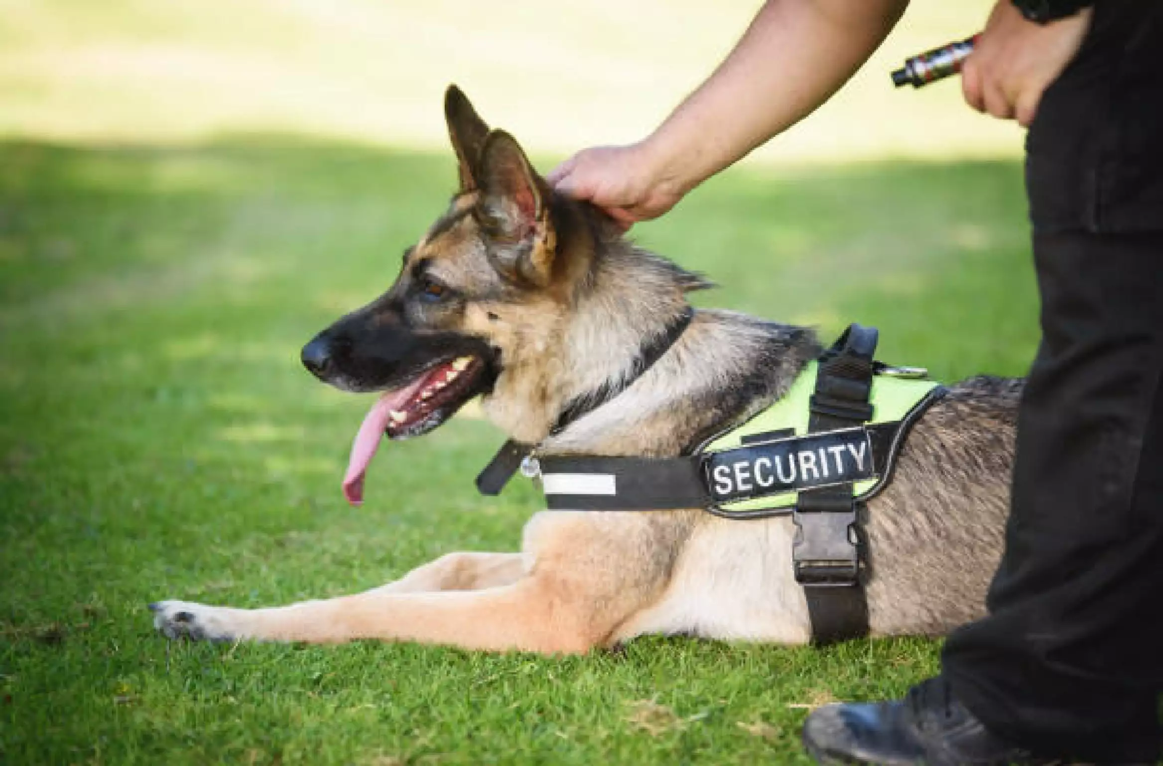 Villa Security with K9 Dog